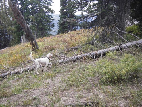 A blue grouse is in trouble.