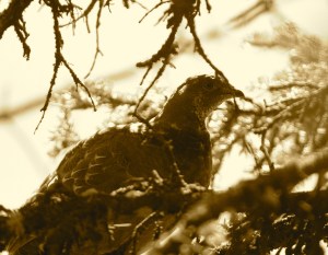 wyo. range trail 011